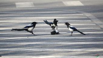 喜鹊爆料视频,揭秘视频背后的惊人真相 第3张 喜鹊爆料视频,揭秘视频背后的惊人真相 第3张